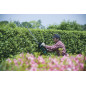 Taille-haie Pro 670 W 75 cm MAKITA UH7580